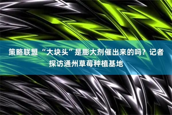 策略联盟 “大块头”是膨大剂催出来的吗？记者探访通州草莓种植基地